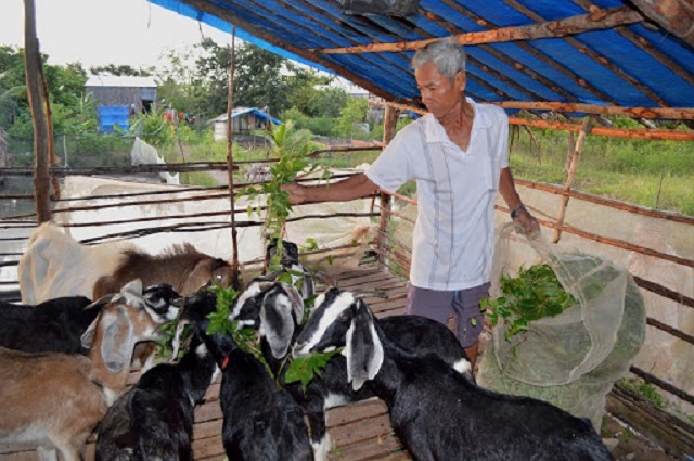 Chuyện khởi nghiệp nuôi dê ở vùng đất ngập mặn