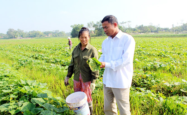 Đẩy mạnh liên kết, xây dựng chuỗi sản xuất