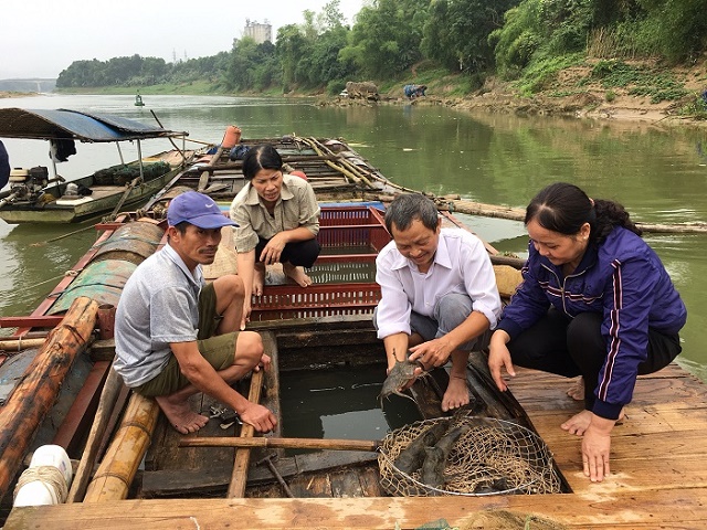 Tuyên Quang: Nuôi cá lồng giúp nhiều hộ dân thoát nghèo