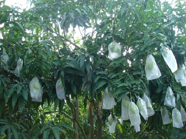 Bao-trai-xoai-2602-1589248653.jpg