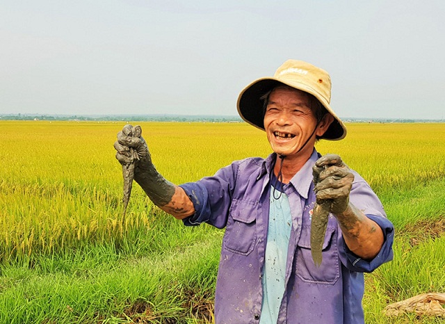 Lợi đôi đường từ sản xuất lúa hữu cơ
