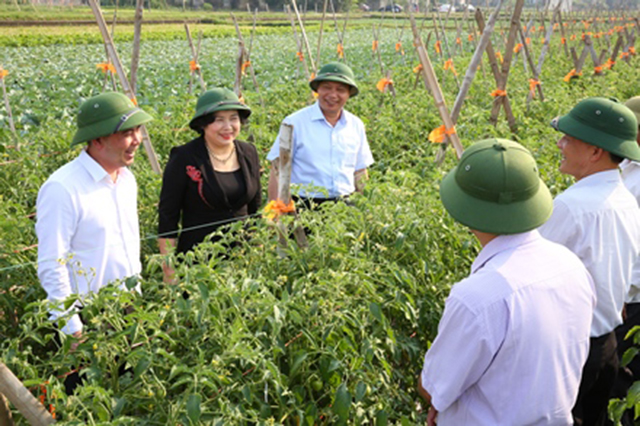 Triển vọng từ sản xuất rau quả an toàn