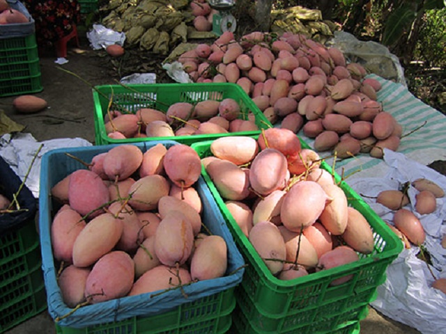 'Ăn nên làm ra' từ VietGAP