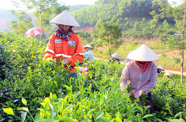 Đưa cây 'chè Đại Từ' thành cây mũi nhọn kinh tế