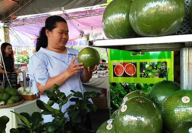 Bưởi Tà Lài kỳ vọng rộng đầu ra
