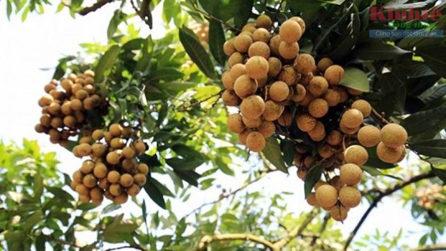 ‘Trái ngọt’ từ trồng nhãn VietGAP