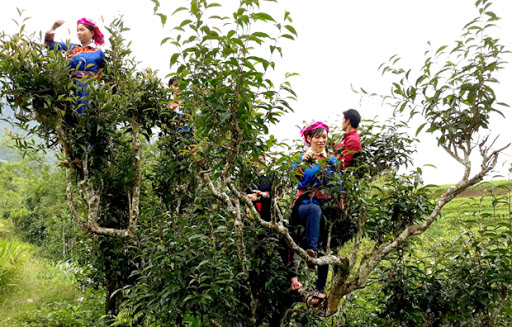 Liên kết 4 nhà làm trà Shan tuyết