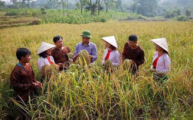Gạo nếp gà gáy Mỹ Lung: Nổi chìm thân phận một đặc sản