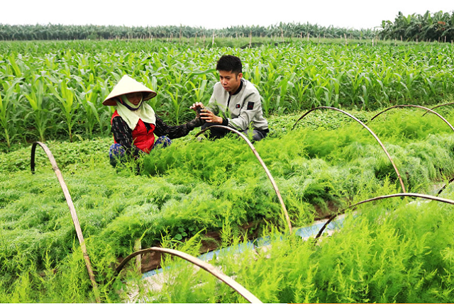 Sức sống mới từ trồng măng tây thân thiện với môi trường