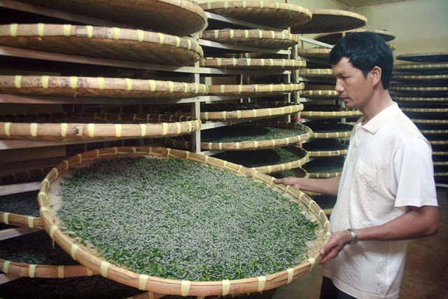 Lắp điều hòa cho tằm 'nhả vàng'