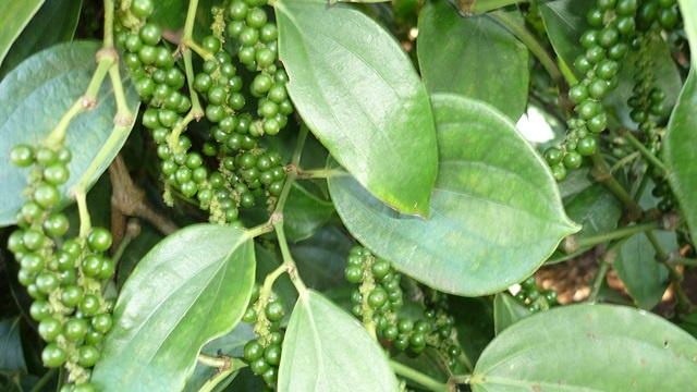 tieu-8103-1589425741.jpg