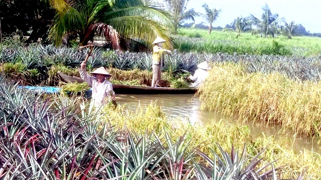 Kiên Giang: HTX phát triển nhờ mô hình khóm - tôm - lúa