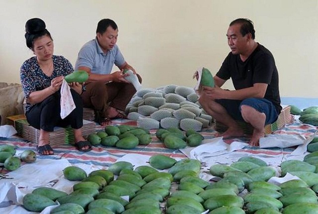 Sơn La: HTX đồng hành cùng người dân giảm nghèo