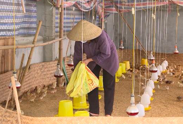 Nuôi gà theo chuỗi không lo bị ế