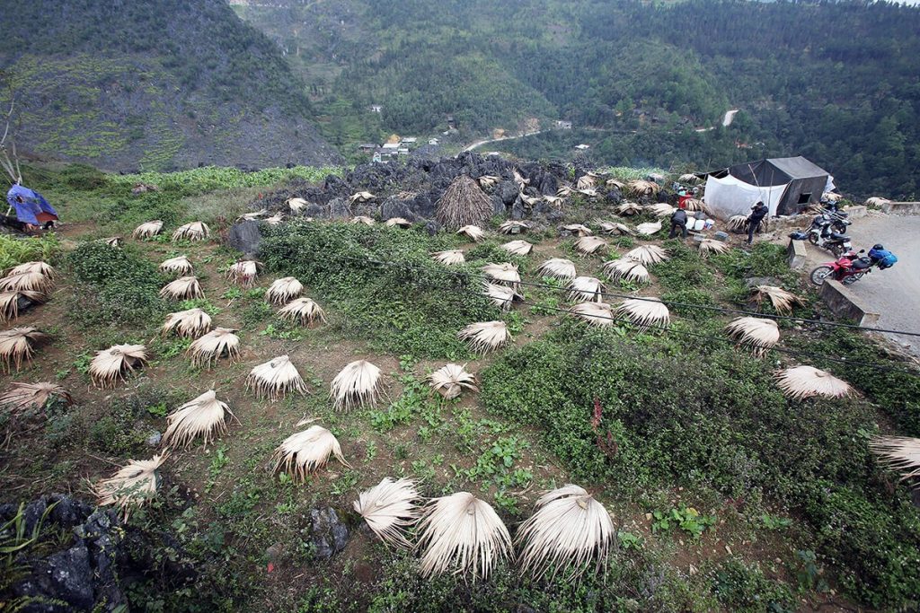 Mật ngọt từ hoa bạc hà trên cao nguyên đá Yên Minh