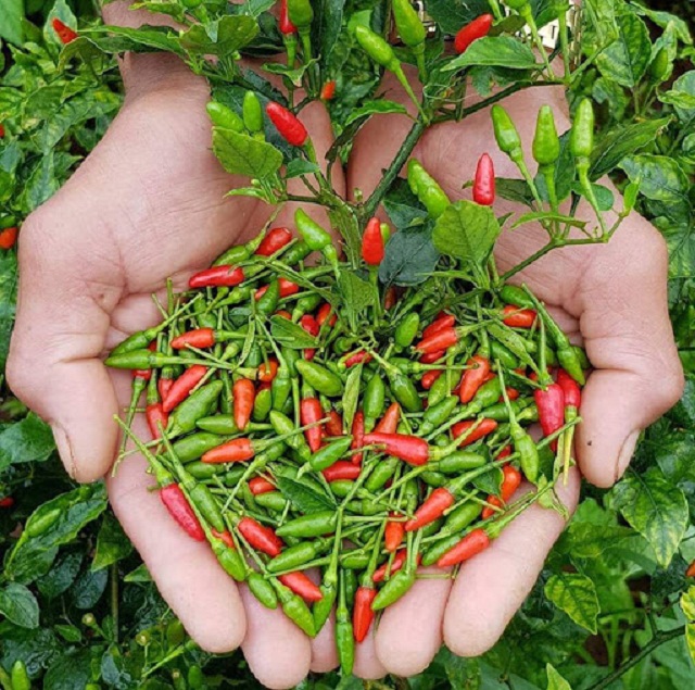 Giống ớt bé tí giúp thay đổi bộ mặt nông thôn mới ở Quảng Nam