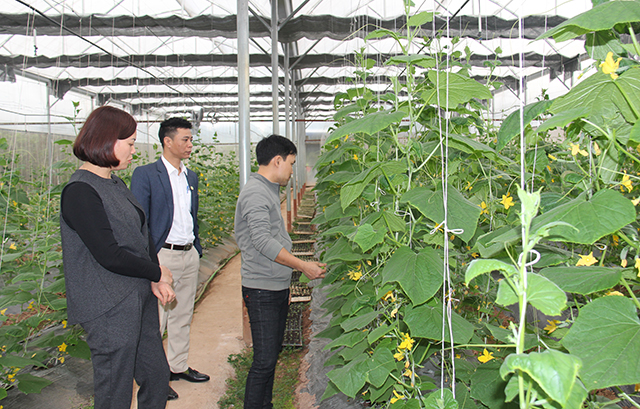Hà Nam: Nông sản an toàn của THT vẫn...'bí' đầu ra