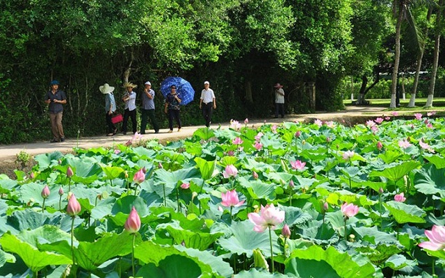 Từ Làng Sen đến HTX Sen quê Bác