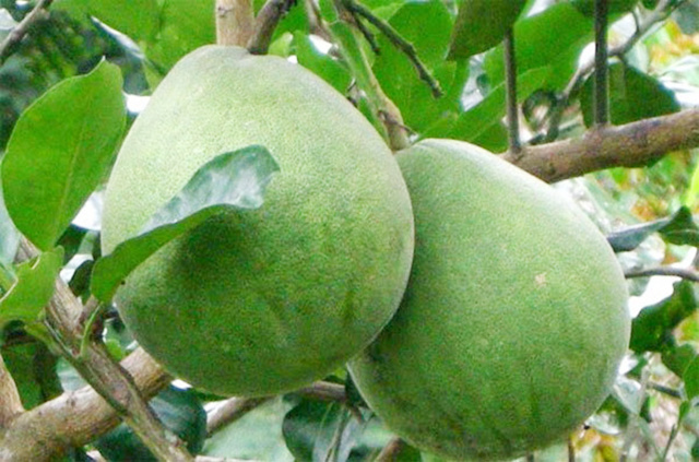 Son-Dong-2-7472-1589877683.jpg