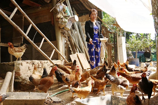 'Sống khỏe' từ nuôi gà thả vườn