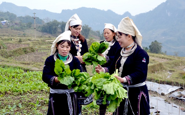 Khát vọng xây dựng nông thôn mới từ liên kết 4 nhà