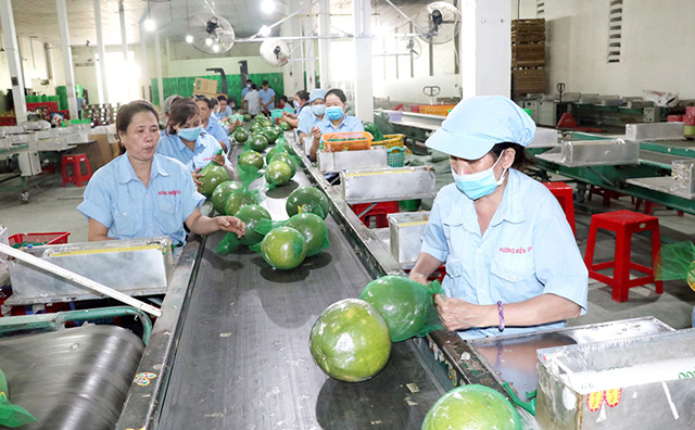 Bưởi da xanh 'cháy hàng' nhờ sản xuất VietGAP