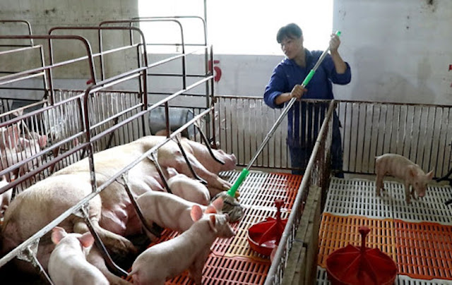 Khôi phục chăn nuôi sau ‘bão’ dịch tả lợn châu Phi