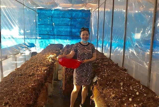 HTX-trong-nam-o-Binh-Dinh-1-7494-1589964
