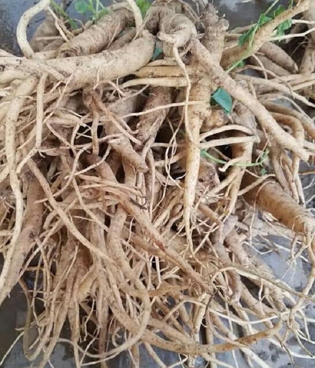 Phát triển 'kinh tế xanh' ở 'thủ phủ' cây Đẳng sâm