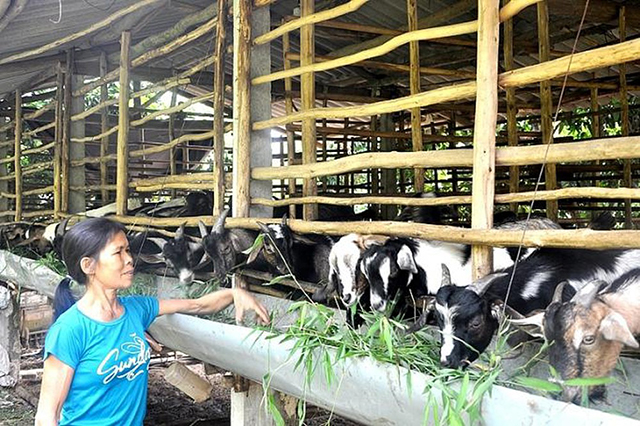 Bắc Giang: Nông dân đổi đời nhờ nuôi dê an toàn