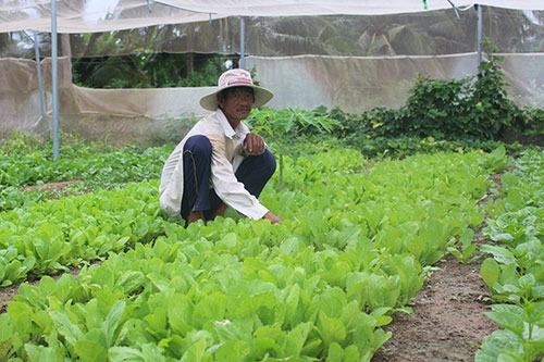 Bình Thuận: HTX kiểu mới giúp nâng cao vị thế nông sản địa phương