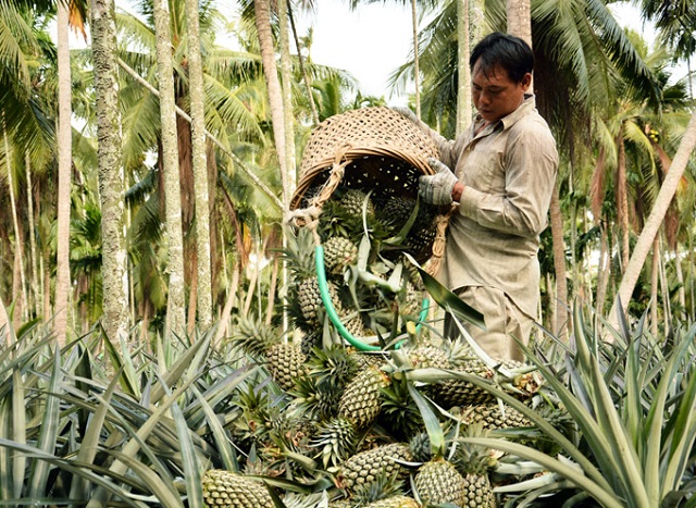 Sản xuất VietGAP 'nâng tầm' cây khóm