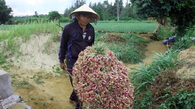 Thu-hoach-hanh-tim-xa-Binh-Hai-9726-1590