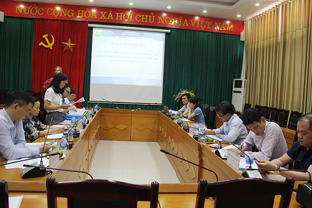 Trồng cây đinh lăng dưới tán cây công nghiệp cho hiệu quả cao