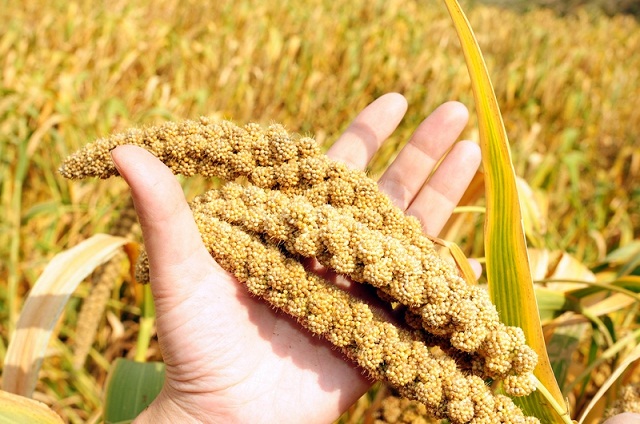 Khai thác hiệu quả đất bãi ven sông