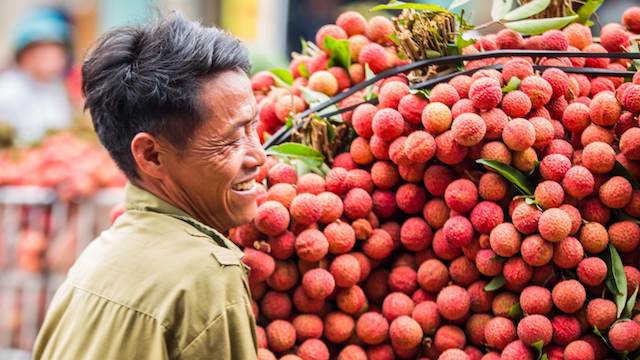 Hội nghị tiêu thụ vải thiều sẽ phát sóng trực tuyến trên mạng xã hội