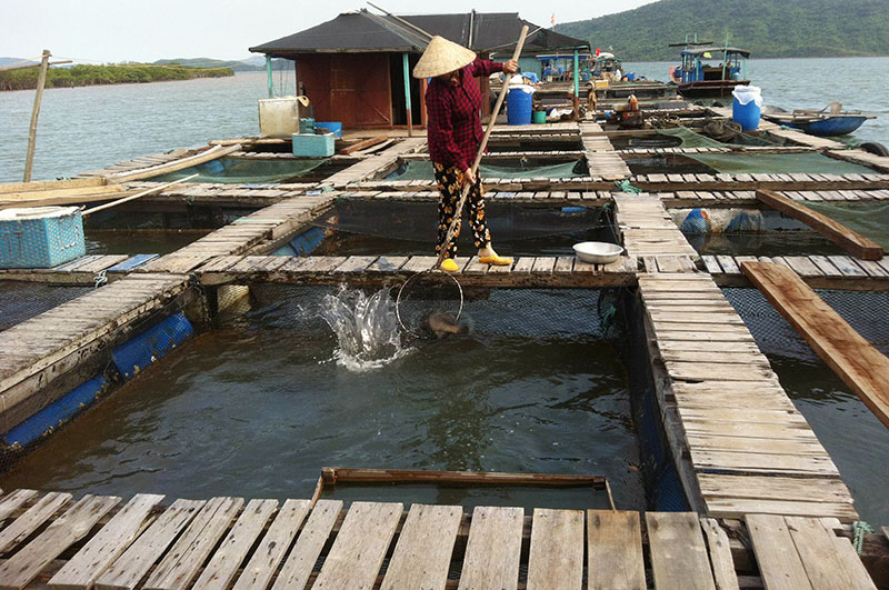 'Vựa thủy sản' giữa vùng sông nước hẻo lánh