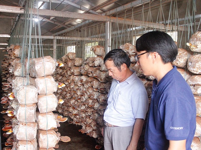 Điều gì làm nên tên tuổi nấm linh chi Hoàng Hải?