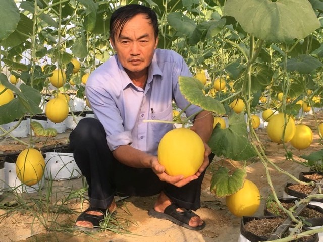 cay-dua-hoang-hau-7926-1590221304.jpg