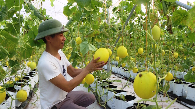 Thanh Hoá: Dưa Kim Hoàng Hậu giúp người dân thu bạc tỷ