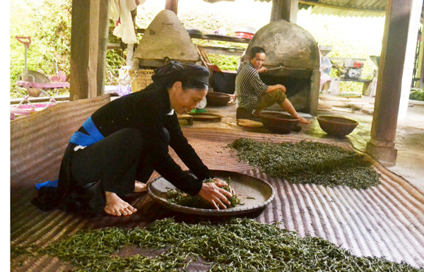 Đậm đà hương vị chè Shan tuyết Thanh Thủy