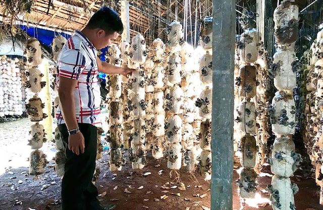 Sản xuất sạch, nấm Đồng Nai kỳ vọng vươn ra thị trường xa