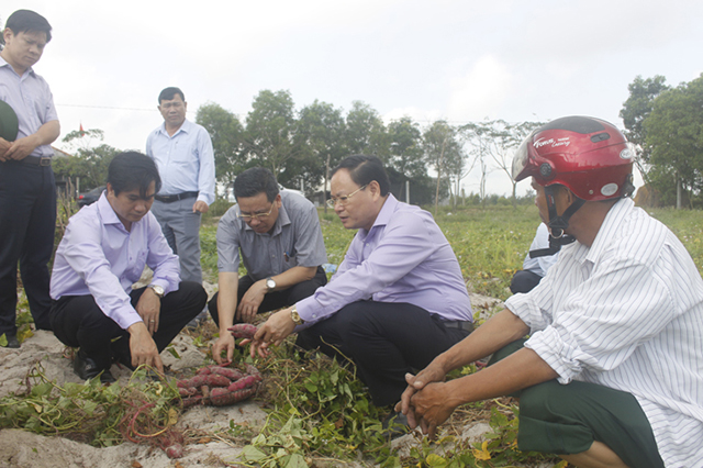 Khoai lang Lệ Thủy 'lên đời
