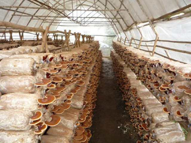 Khởi nghiệp từ nghề trồng nấm