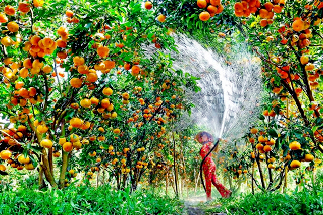 Ngọt ngào quýt đường Thuận Phú