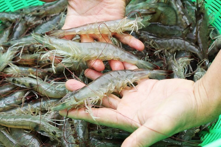 HTX Quyết Thắng đẩy mạnh áp dụng công nghệ cao trong nuôi tôm