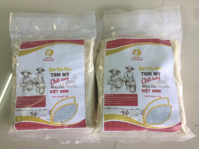 Phục tráng giống lúa nếp bầu Tam Mỹ