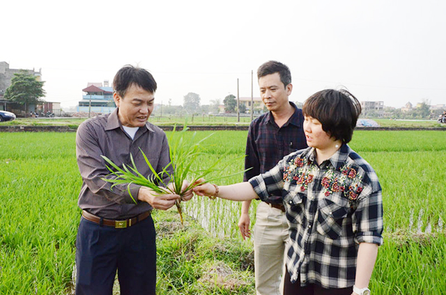 Bắc Ninh: Sức bật từ các HTX do phụ nữ làm chủ