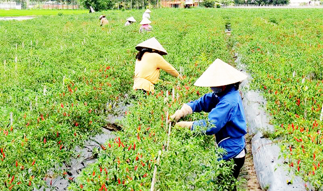 Nông dân làm giàu ở 'thủ phủ' ớt