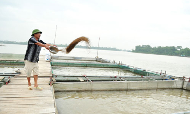 Làm giàu bền vững nhờ nuôi cá lồng trên sông Đuống